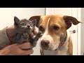 Pitbull thinks shes every cats mommy