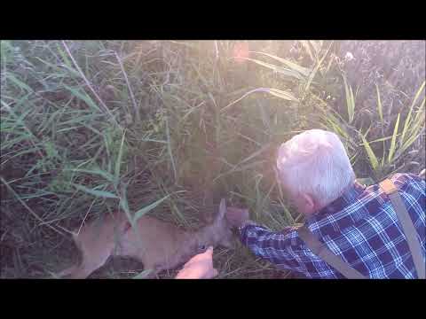Video: Hvordan Ulven Jager