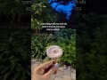 A beautiful mushroom 🍄#mushroom#shortvideo#thoughtoftheday#quoteoftheday#viral#lovestorysong#indila#