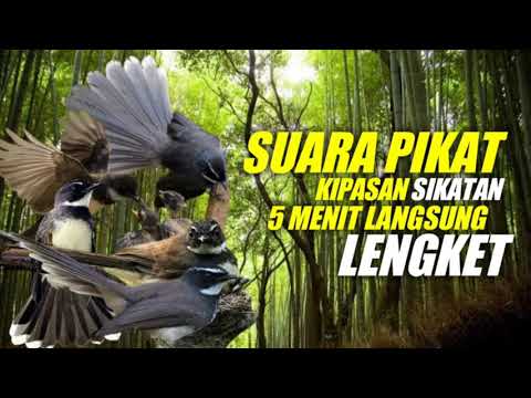Suara Pikat Kipasan/Sikatan 5Menit Langsung Lengket