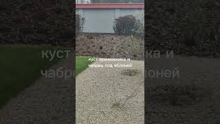 завершили ландшафтный дизайн. 3 года работ и сколько это стоило, расскажу в  ТГ
