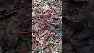 Bird Lost Its Life