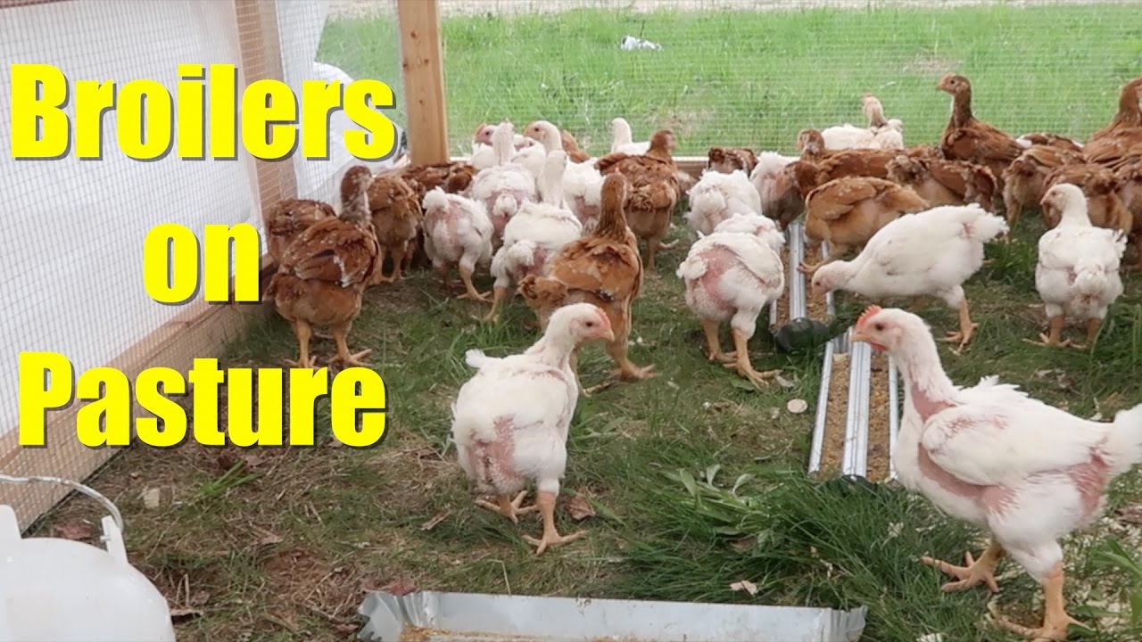 permaculture ethics Putting Our Broilers On Pasture in a Chicken Tractor