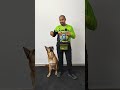 Conoce el #clicker y la manera en que es usado en el #adiestramientocanino #perros #dogtraining