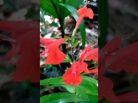فيديو: Farinacea Sage Care - تعلم كيفية زراعة نباتات المريمية Mealycup