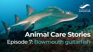 Animal Care Stories Episode 7: Bowmouth guitarfish