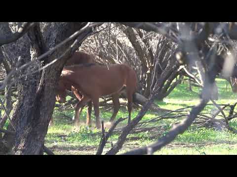 Nature Clip by Mark Storto - Wild Horse Melee in a Mesquite Tree Area Near Salt River, AZ