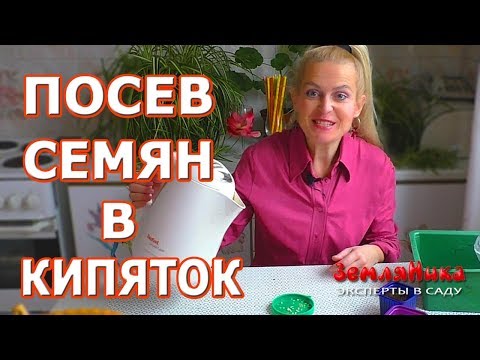 Посев семян в кипяток. Осторожно, невероятные результаты.