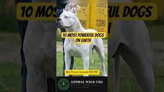10 Most Powerful Dogs on Earth | Strongest Bite Force & Strength Comparison #shorts #dogs #wildlife