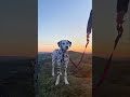 los perritos
