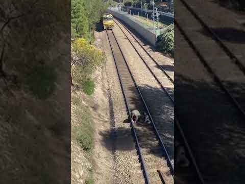 فيديو: اللوائح الخاصة بنقل الكلاب في القطارات والطائرات