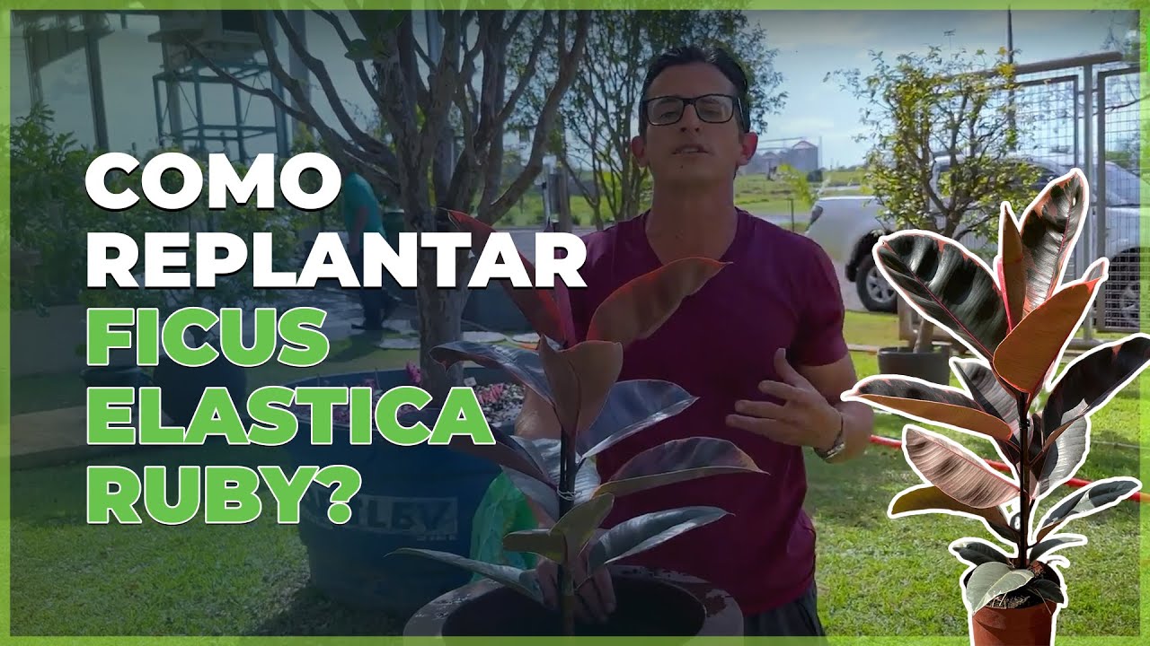 Aprenda a replantar Ficus Elástica Ruby | Plantei Garden Center