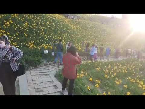 04 29 季節限定 彰化花壇虎山巖5月金針花海 3月有李花海 清朝時虎山巖為彰化八景之一 三巖二寺之一 有虎巖聽竹之譽 1 Youtube 04 29 季節限定 彰化花壇虎山巖5月金針花海 3月有李花海 清朝時虎山巖為彰化八景之一 三巖二寺之一 有虎巖聽竹之譽 1 Youtube