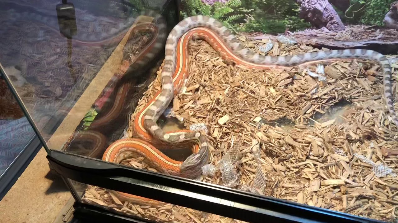 Corn snakes mating
