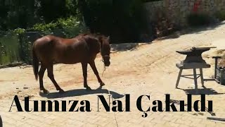 Atımıza Nal Çakıldı | At Nallamak | Seyyar Nalbant