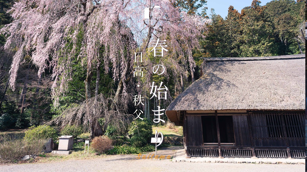 日本の風景 めぐり来る春 Arrival of Spring. Weeping Cherry & Chichibu Plum Blossoms