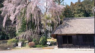 Arrival of Spring. Weeping Cherry & Chichibu Plum Blossoms