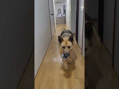 Dume Un Gurr Shortsfeed Gsds Dog Youtubeshorts Viralshort