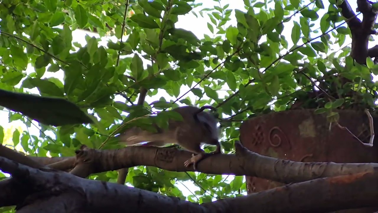 Roedor camina por el níspero