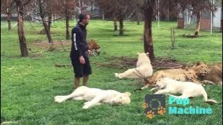 Tiger saves man from leopard