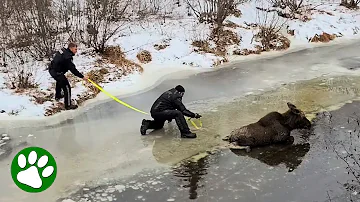 Brave rescue of moose stuck on ice