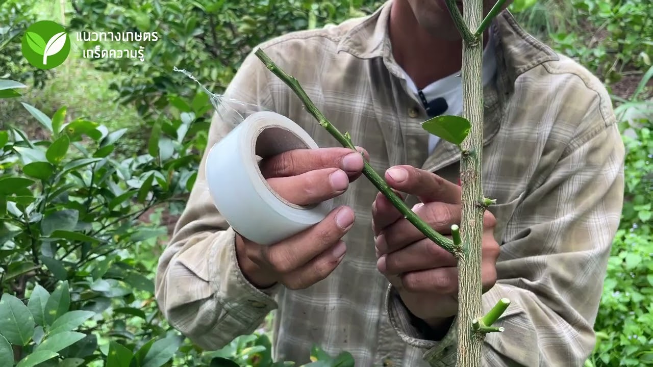 การเสียบยอดมะนาว อย่างง่าย ได้ผลแน่นอน