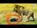 鬣狗幼崽搶奪落單母獅獵物，獅王為報復一口咬穿鬣狗頸椎