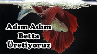 Adım Adım Betta Üretimi (Bölüm -1)