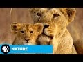 Asiatic Lions and Human Interaction