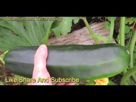 Video: Penuaian Zucchini