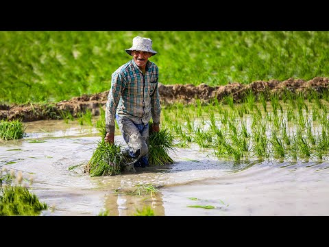 VILLAGE LIFE: happy