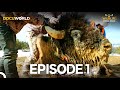 Wildlife Heroes 1 What Will The Dangerous Bison Do Docuworld Wildlife Heroes 1 What Will The Dangerous Bison Do Docuworld