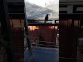 baby birds singing