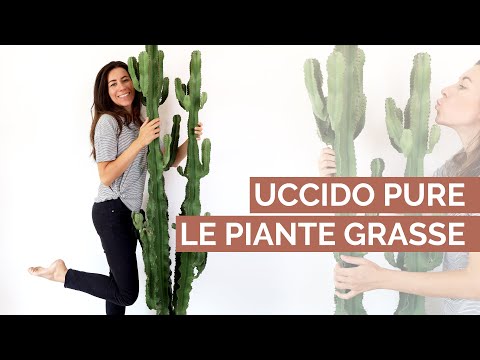 Video: Piante D'appartamento. Cactus - In Crescita E Cura