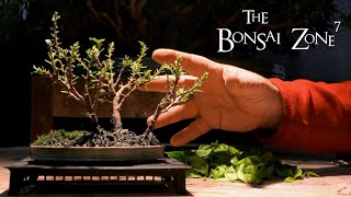 Pruning My Bougainvillea Bonsai Forest, The Bonsai Zone, Jan 2020