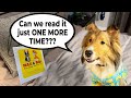 Read it AGAIN! - Bedtime's FOREVER with Biscuit the talking dog!  - Cricket "the sheltie" Chronicles