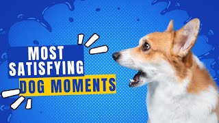 Most Satisfying Dog Moments 2024  Satisfying adventure dog moments healthy pet life Best Funny Dog