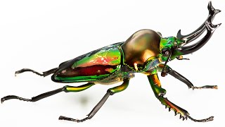 5 Most Beautiful Stag Beetles In The World