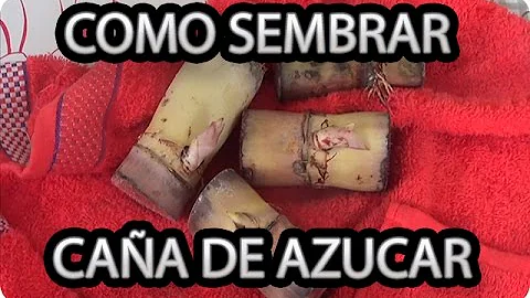 Qual a melhor lua para plantar cana de açúcar?
