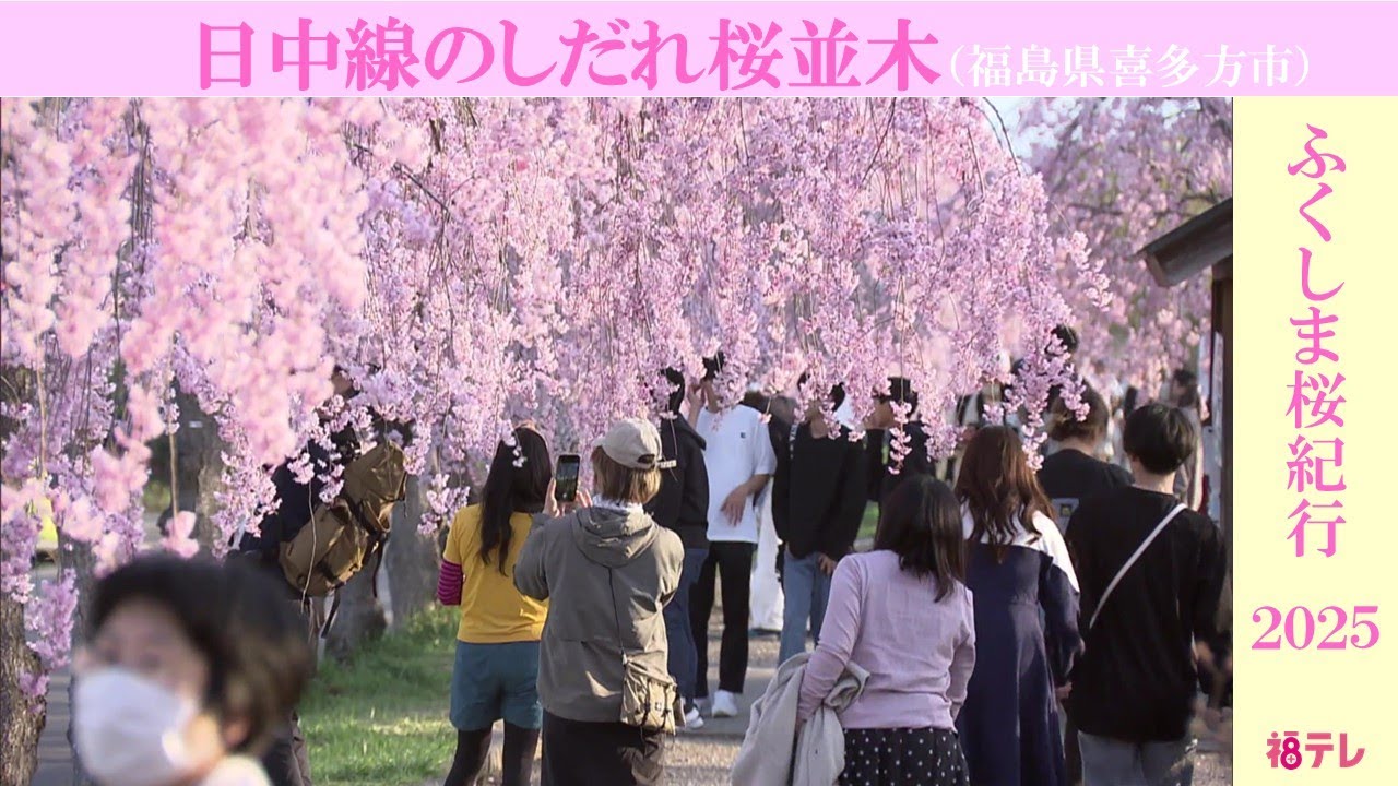 喜多方市・日中線しだれ桜並木 旧国鉄日中線跡を彩る約3キロのサクラの 