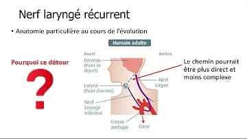 Où se trouve le nerf récurrent ?