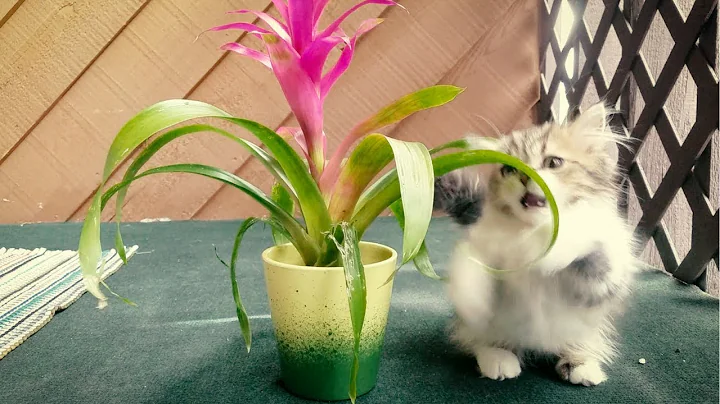 Video 11904191: munchkin persian, persian kittens fighting, munchkin cat