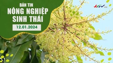 Xoài cát hòa lộc tỉnh Tiền Giang vừa xuất khẩu, vừa làm du lịch | BẢN TIN NÔNG NGHIỆP SINH THÁI