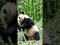 funny panda