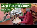 Stop Aphids & Fungus Gnats in your Potted Plants