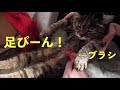 【保護して半年弱】猫ブラシで初めてブラッシング　【Less than half a year to protect】First brushing with a cat brush.