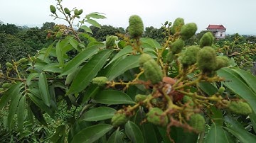 Sau 7 ngày phun thuốc sâu đã có bọ xít, đặc biệt rất nhiều ở cây vải Tháng Ba (U trứng trắng).