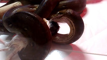 Goldenchild reticulated Python, eating rat