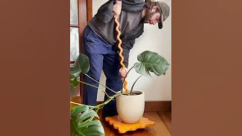 How to stake monsteras? 🌿 (via TikTok: @secateur.me.baby #shorts