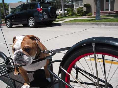 Bulldog "Riley" goes for a bike ride | Aug. 1, 2009